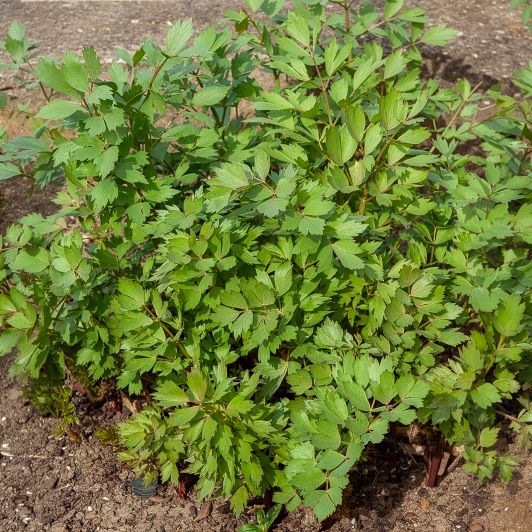 Maggikraut Bio pflanzen, jahrelang ernten