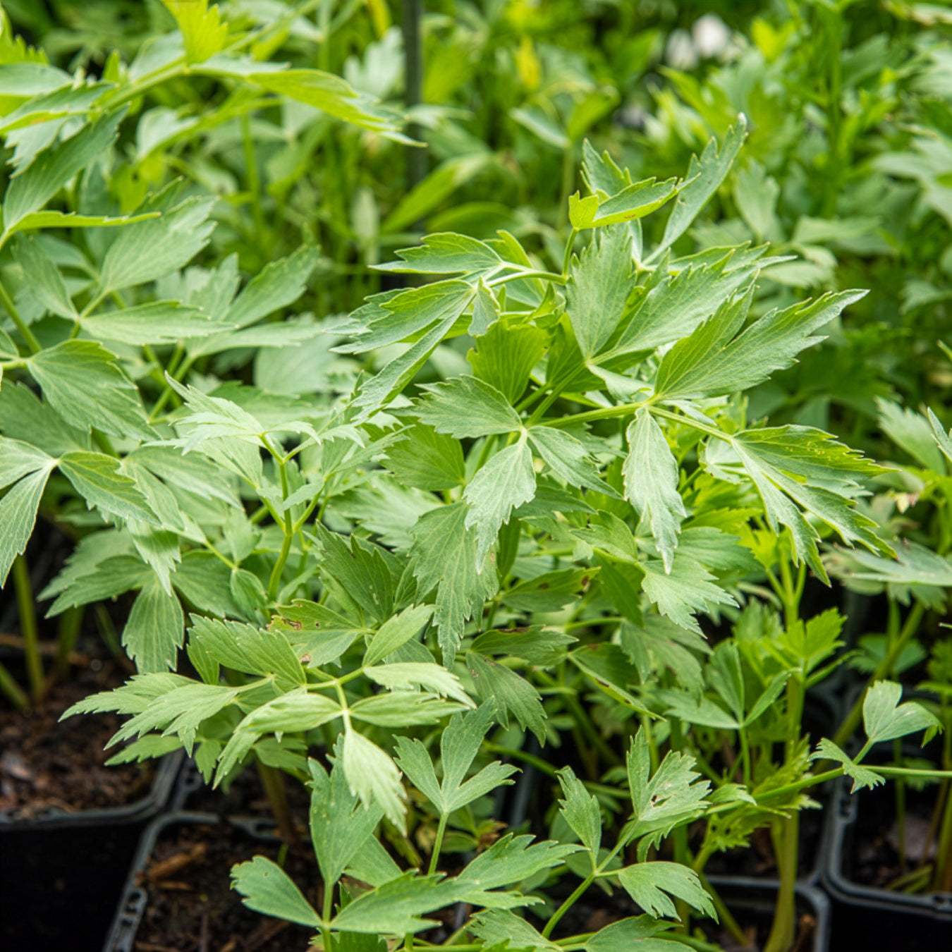 Saatgut Maggikraut Bio - Levisticum officinalis