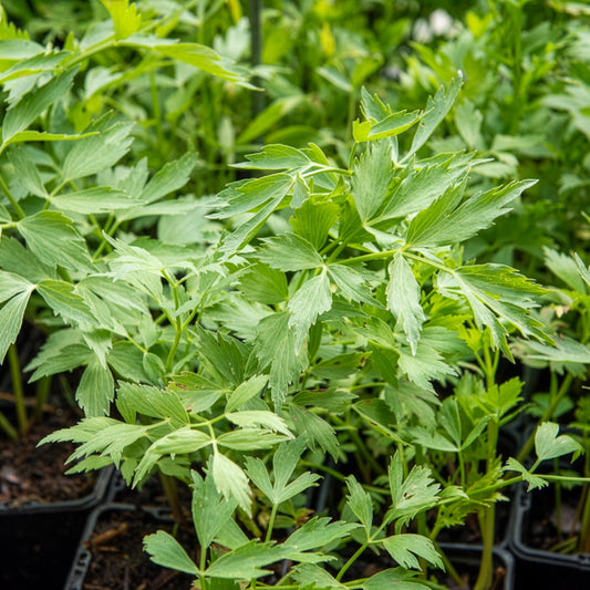 Maggikraut Bio - Bakker