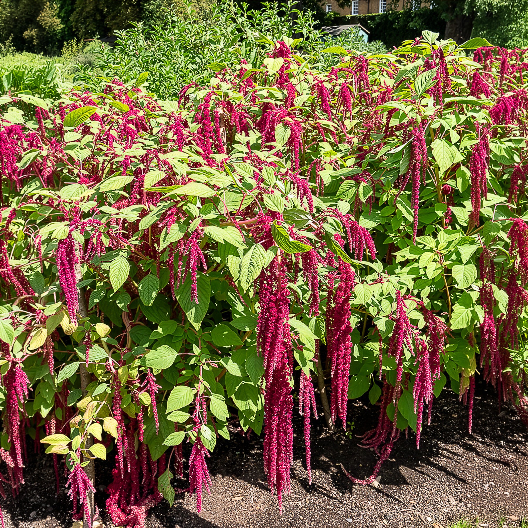 Saatgut Roter Fuchsschwanz - Amaranthus caudatus