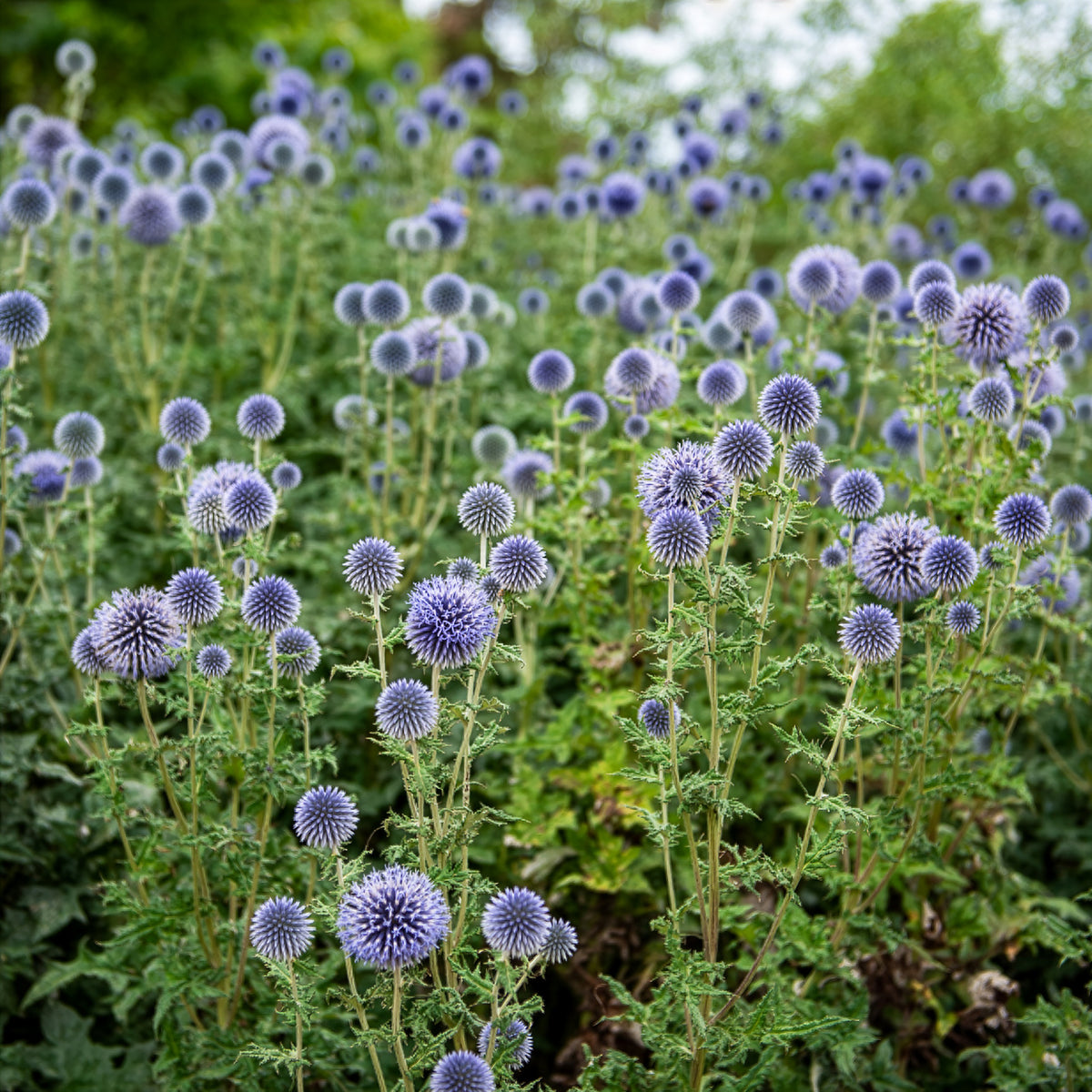 Ruthenische Kugeldistel - Echinops ritro - Bakker