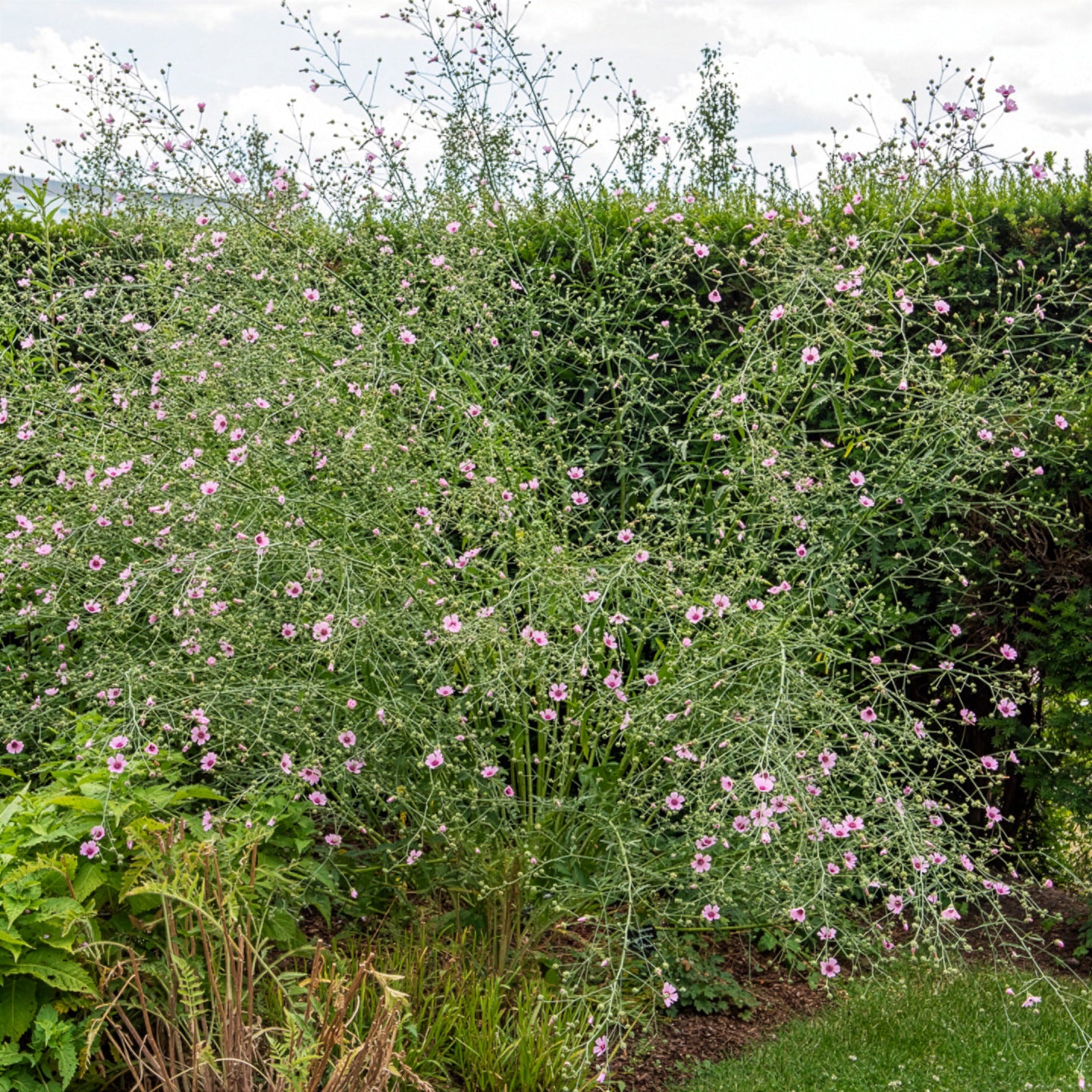 Falscher Hanf-Eibisch Hanfblatt-Eibisch - Althaea cannabina