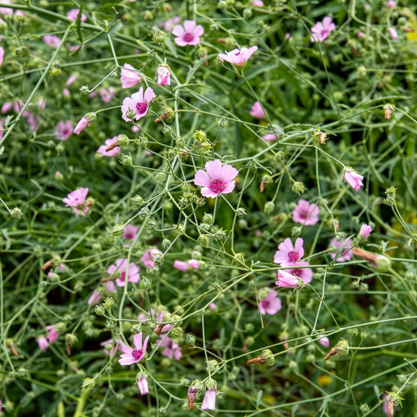 Falscher Hanf-Eibisch Hanfblatt-Eibisch - Althaea cannabina