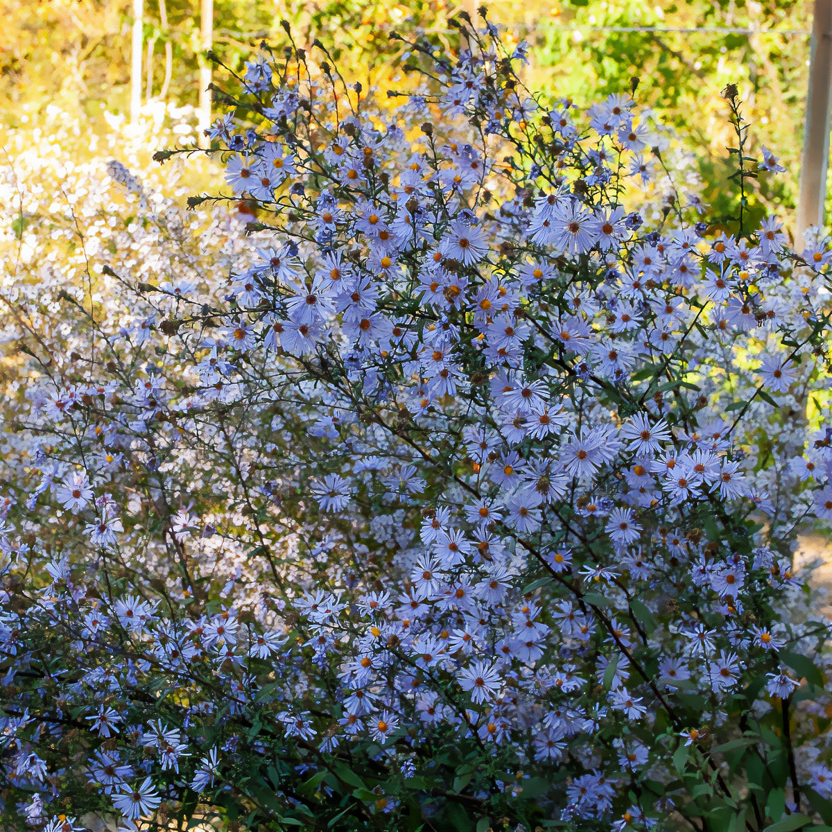 Glatte Aster 'Calliope' - Bakker