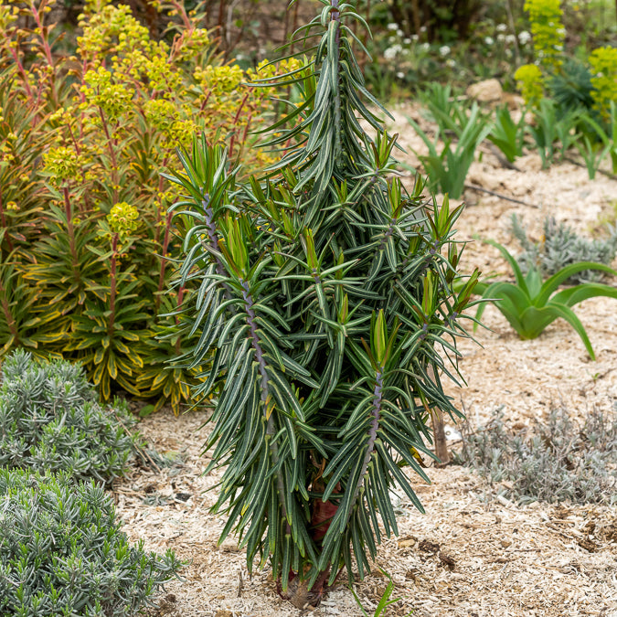 Garten-Wolfsmilch - Euphorbia lathyris