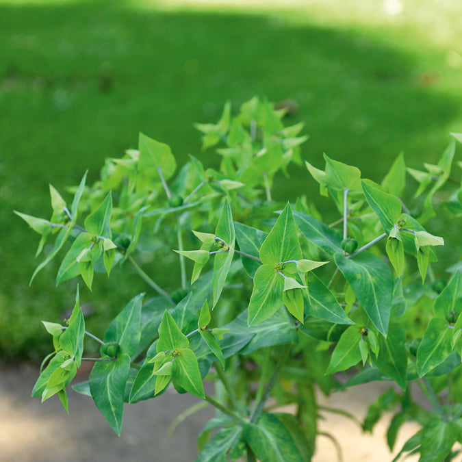 Garten-Wolfsmilch - Euphorbia lathyris