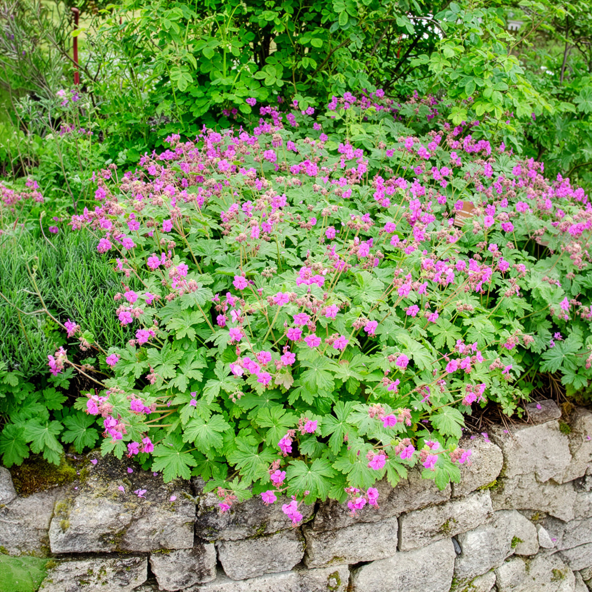 Verkauf Balkan-Storchschnabel - Geranium macrorrhizum
