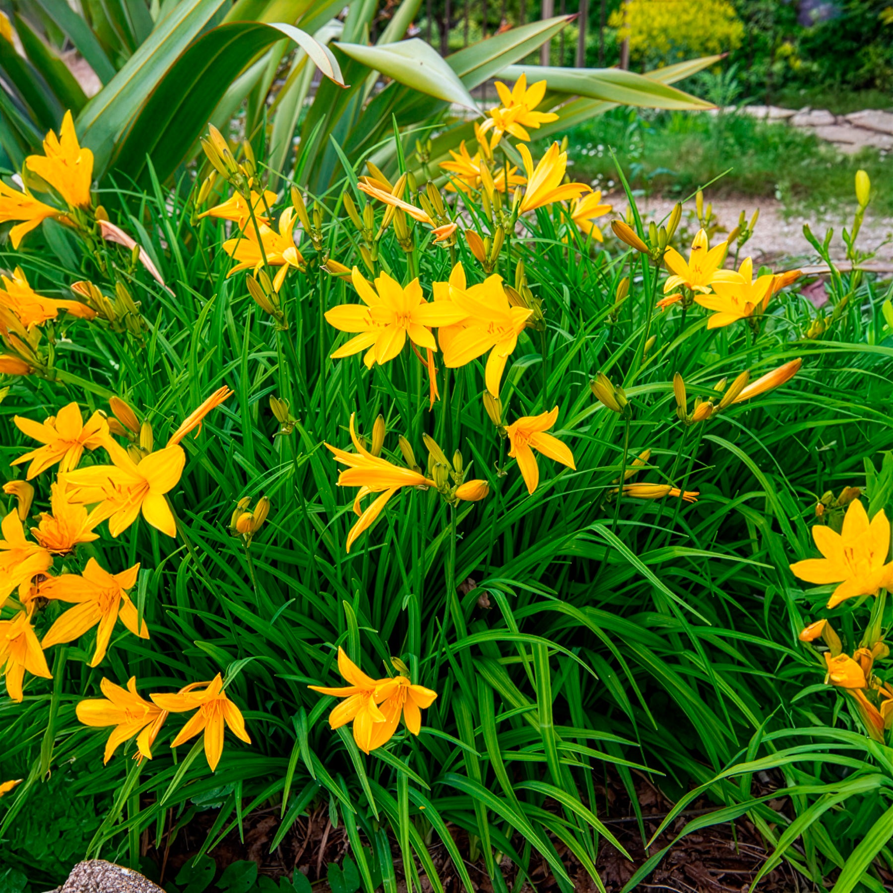 Zitronen-Taglilie - Hemerocallis citrina