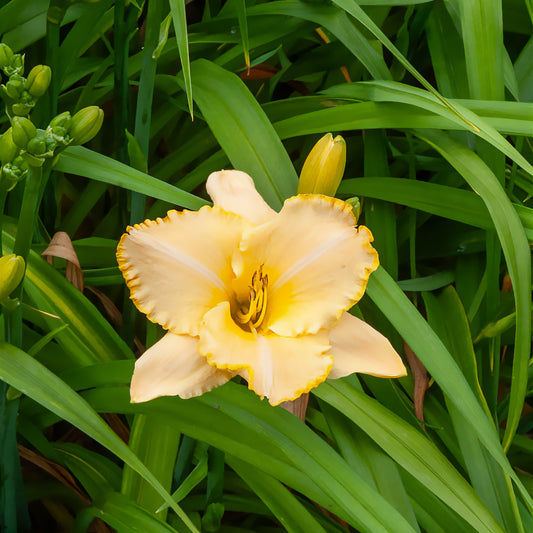 Hemerocallis Serena Sunburst Eintagslilie - Bakker