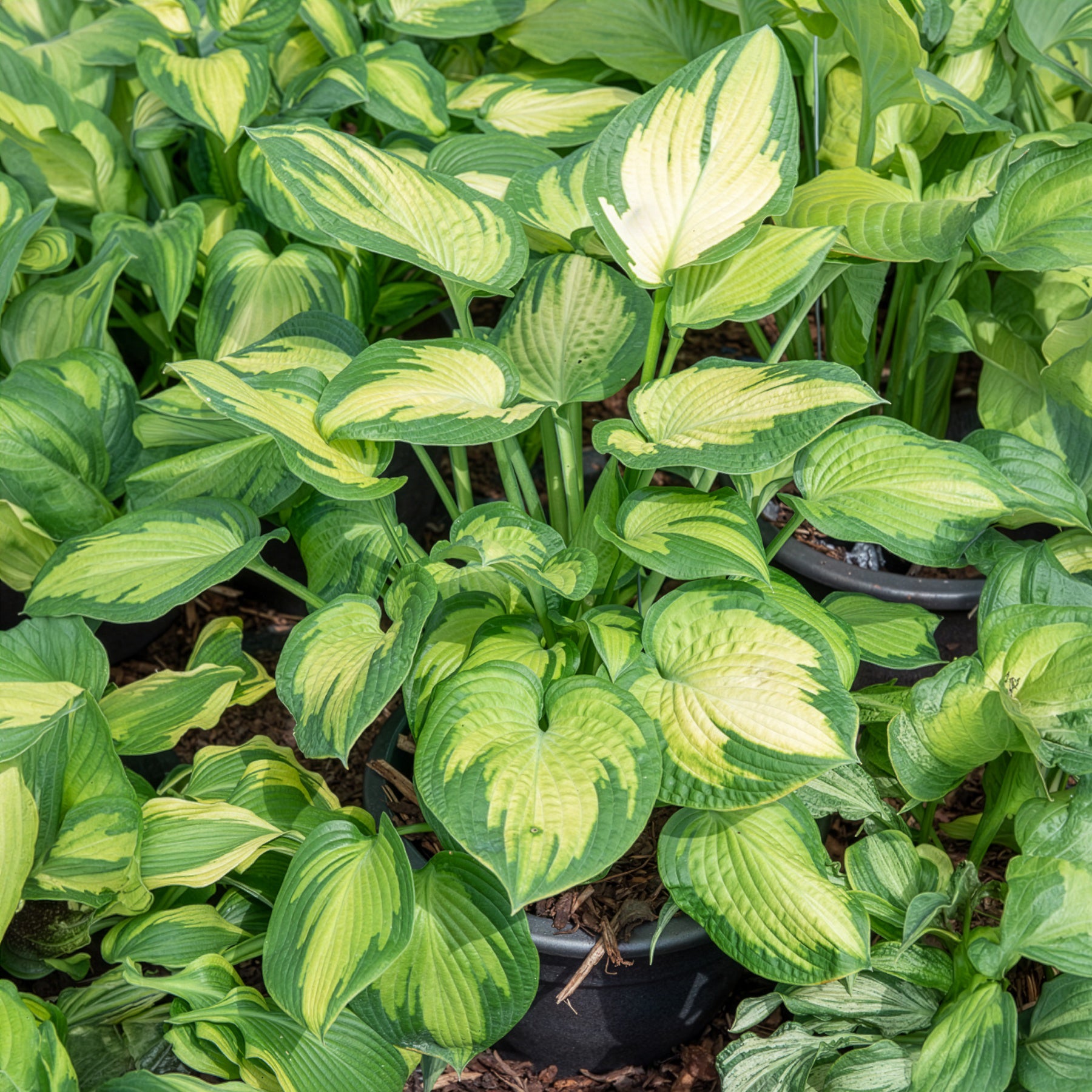 Hosta Paul's Glory Funkia - Hosta hybride pauls glory
