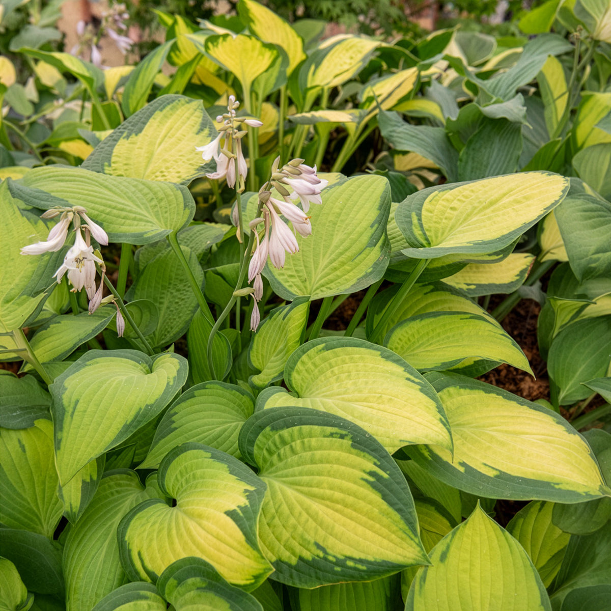 Hosta Paul's Glory Funkia - Hosta hybride pauls glory - Bakker