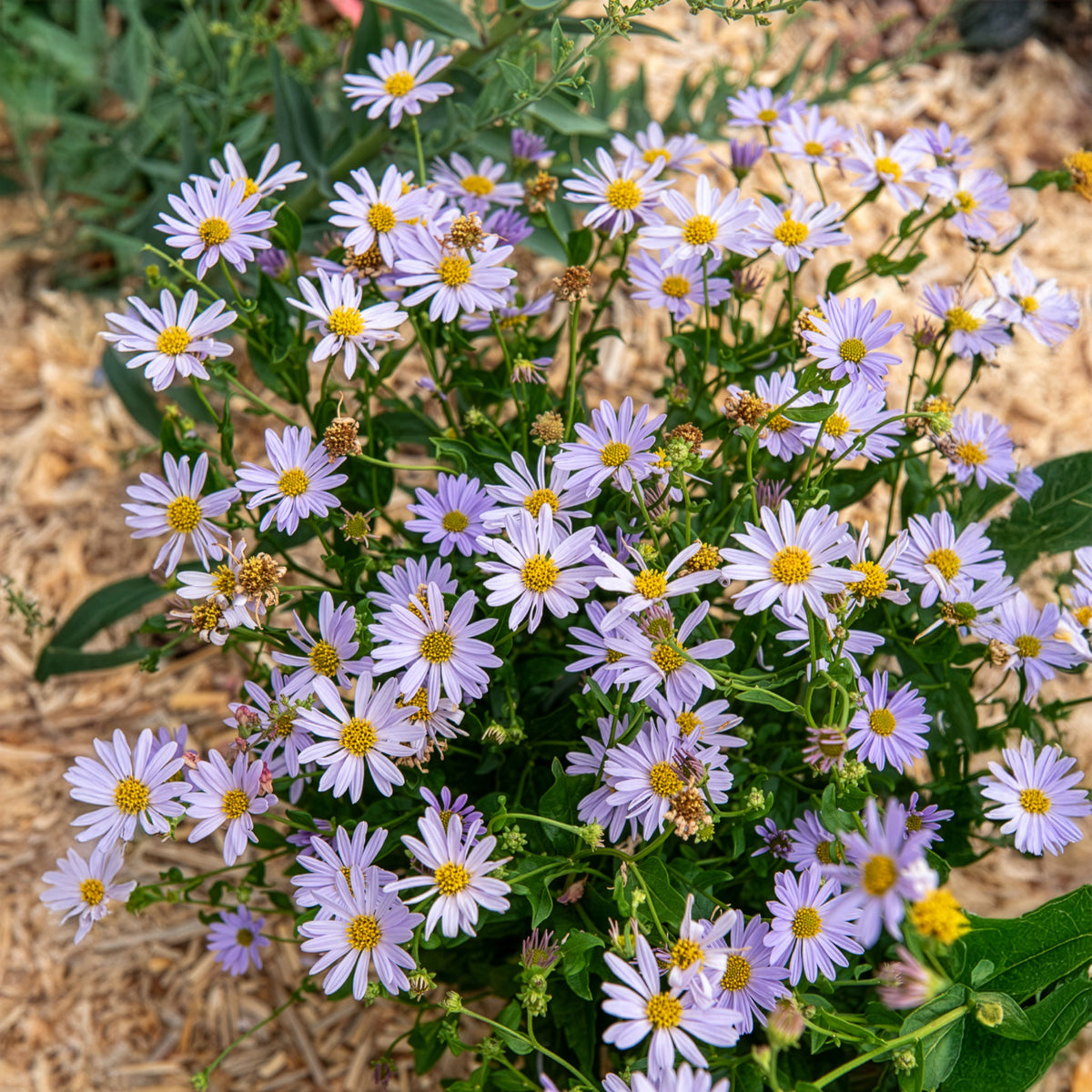 Schönaster Blue Star - Bakker