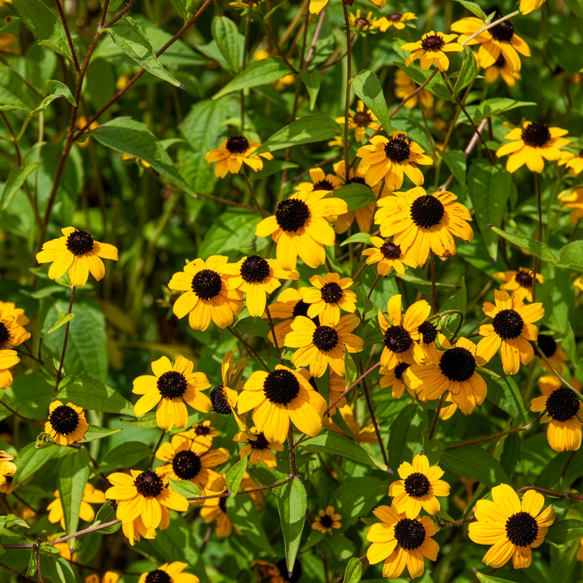 Verkauf Dreilappiger Sonnenhut - Rudbeckia triloba