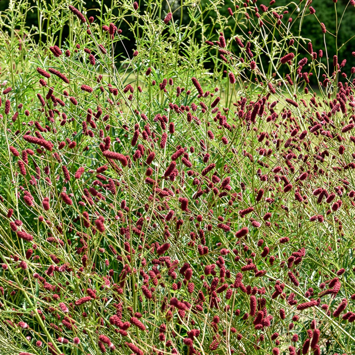 Verkauf 5 Stauden für eine Blumenwiese - Panicum virgatum,Sesleria autumnalis, Allium sphaerocephalon,Veronicastrum virginicum, Sanguisorba officinalis