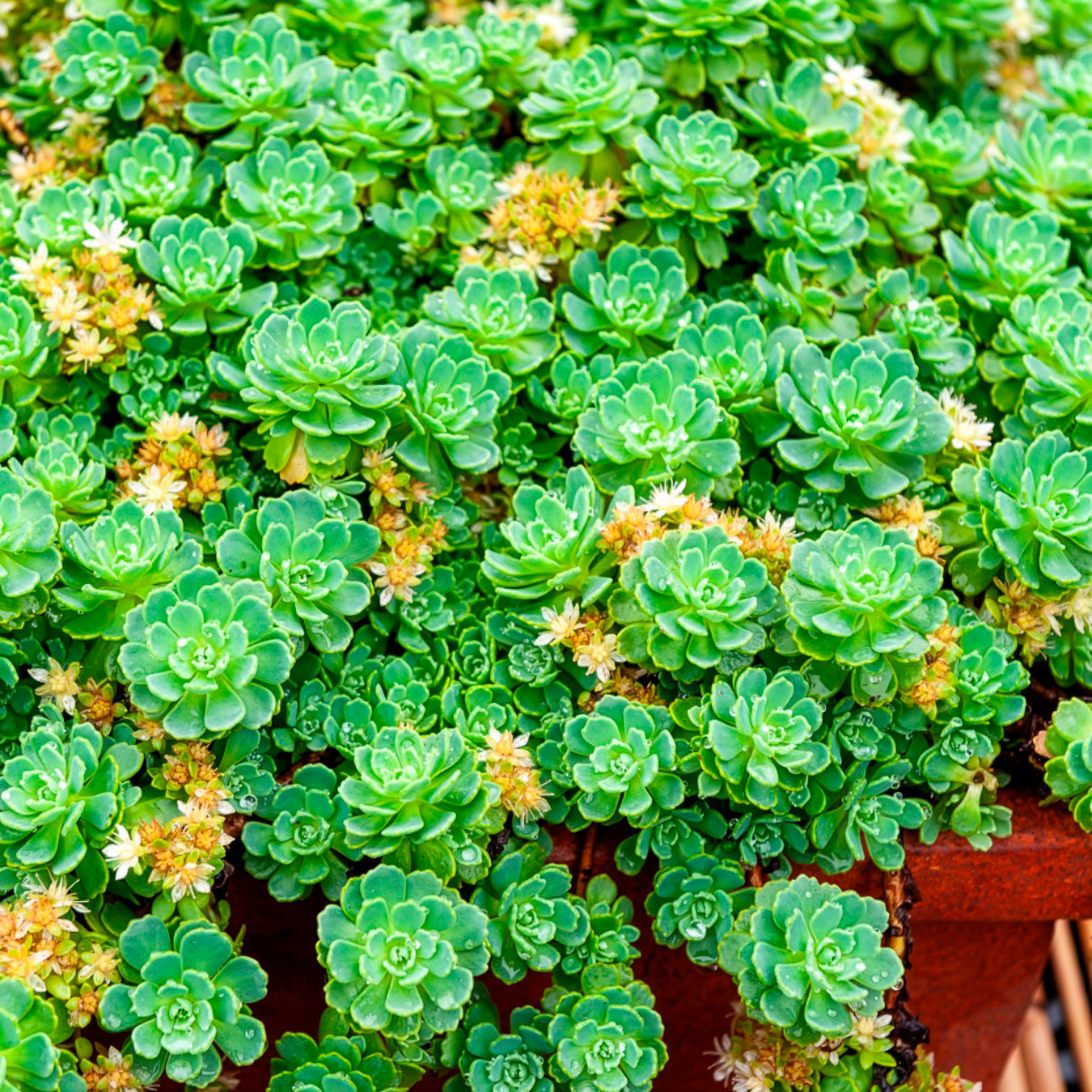 Dickrosettiges Fettblatt - Sedum pachyclados