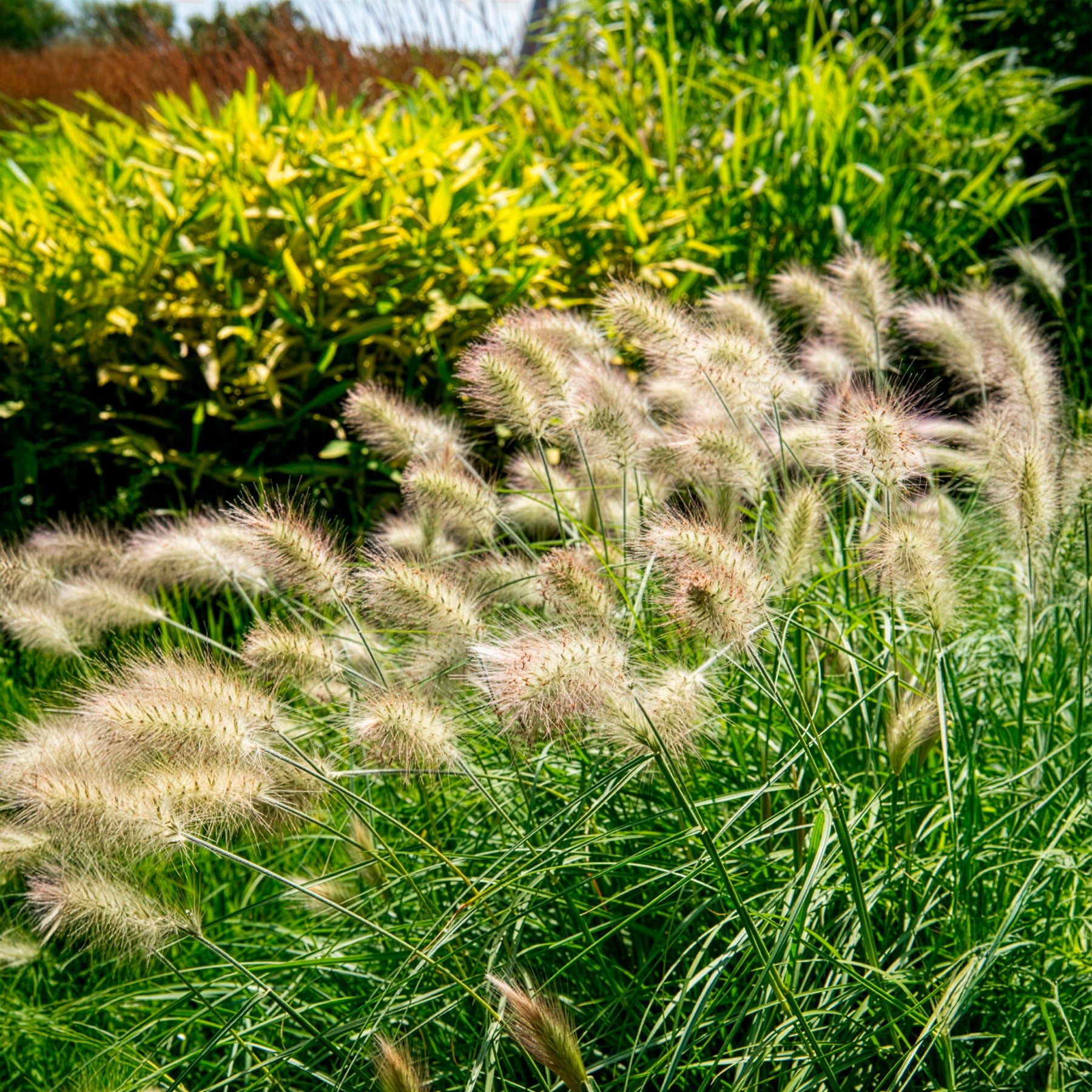 Lampenputzergras - Pennisetum villosum
