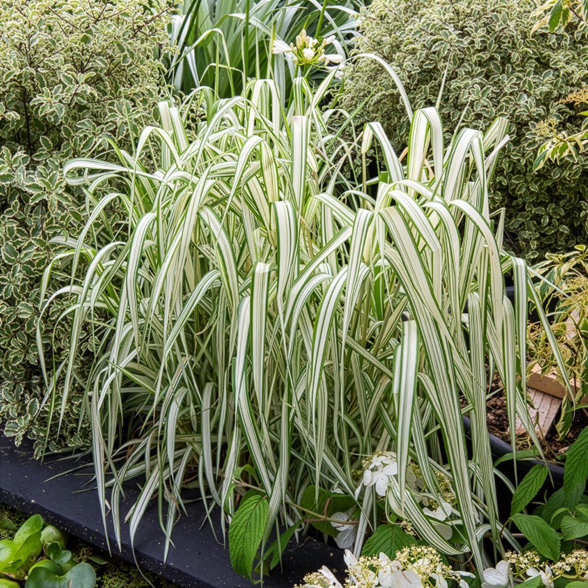 Gräser - Rohrglanzgras Feesey - Phalaris arundinacea Feesey