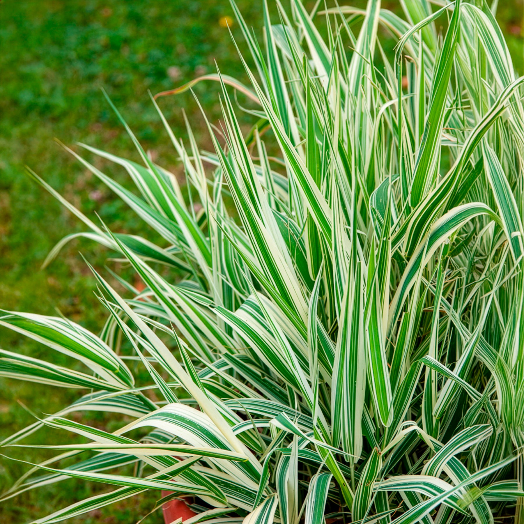 Buntes Rohrglanzgras 'Picta' - Phalaris arundinacea Picta