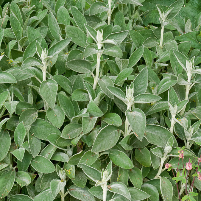 Stachys byzantina Big Ears - Wollziest ‘Big Ears’ - Stauden