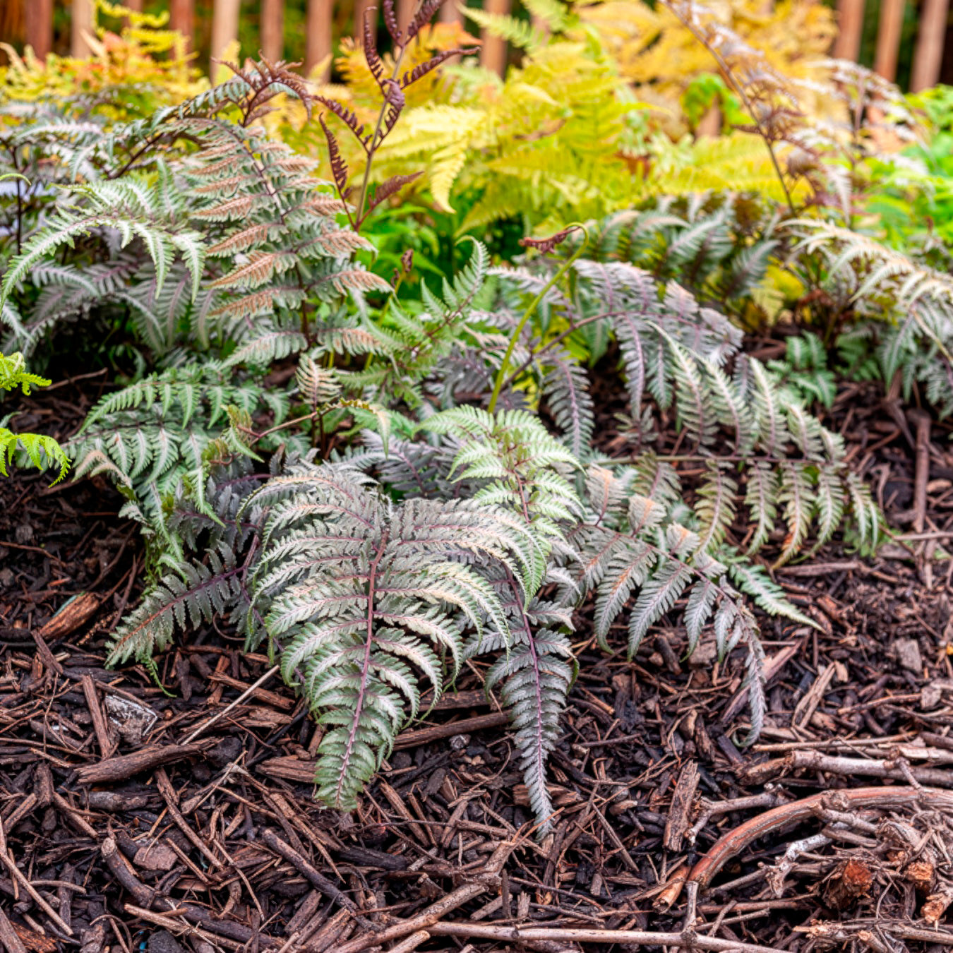 Japanischer Regenbogenfarn Metallicum - Athyrium niponicum var. pictum ( metallicum)