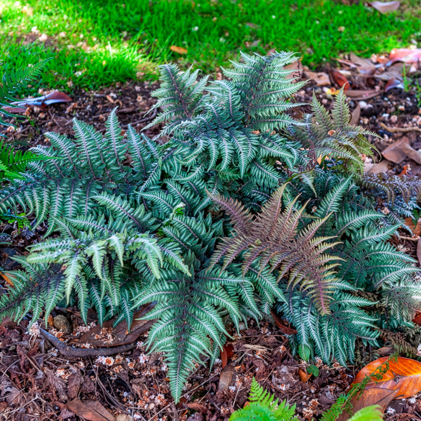 farn metallicum Japanischer Regenbogenfarn Metallicum - Athyrium niponicum var. pictum ( metallicum)