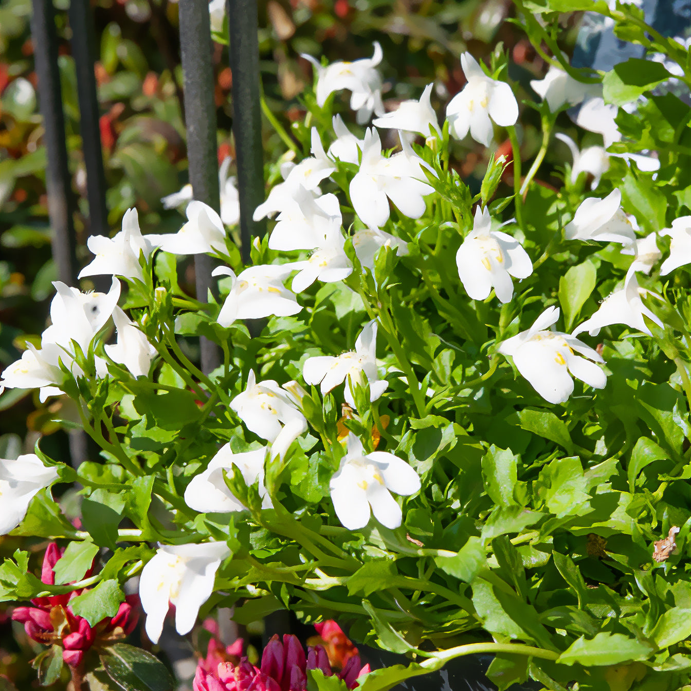 kriechende kräuter Weiße kriechende Mazus - Mazus reptans albus