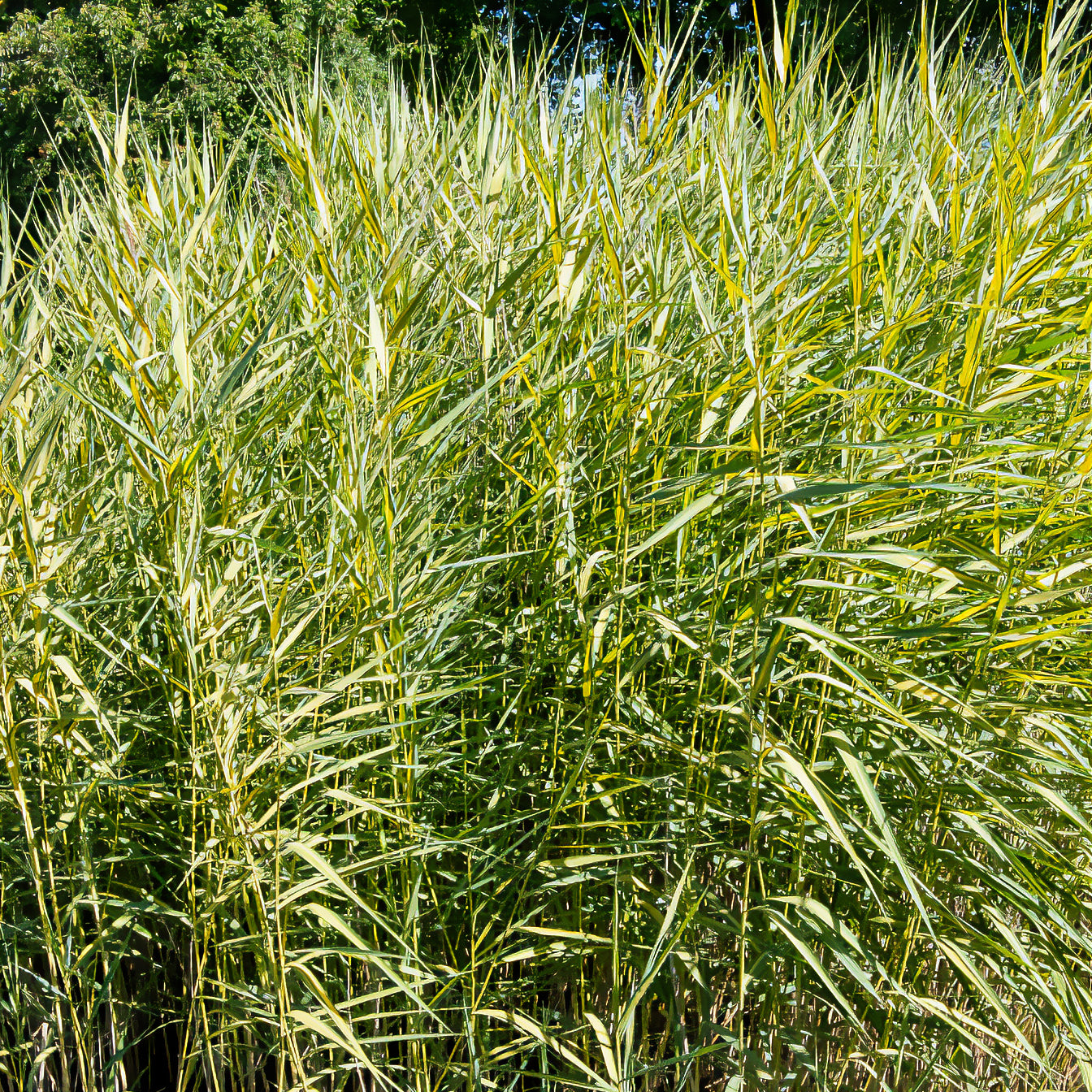 Gelbbuntes Schilf - Phragmites australis variegatus