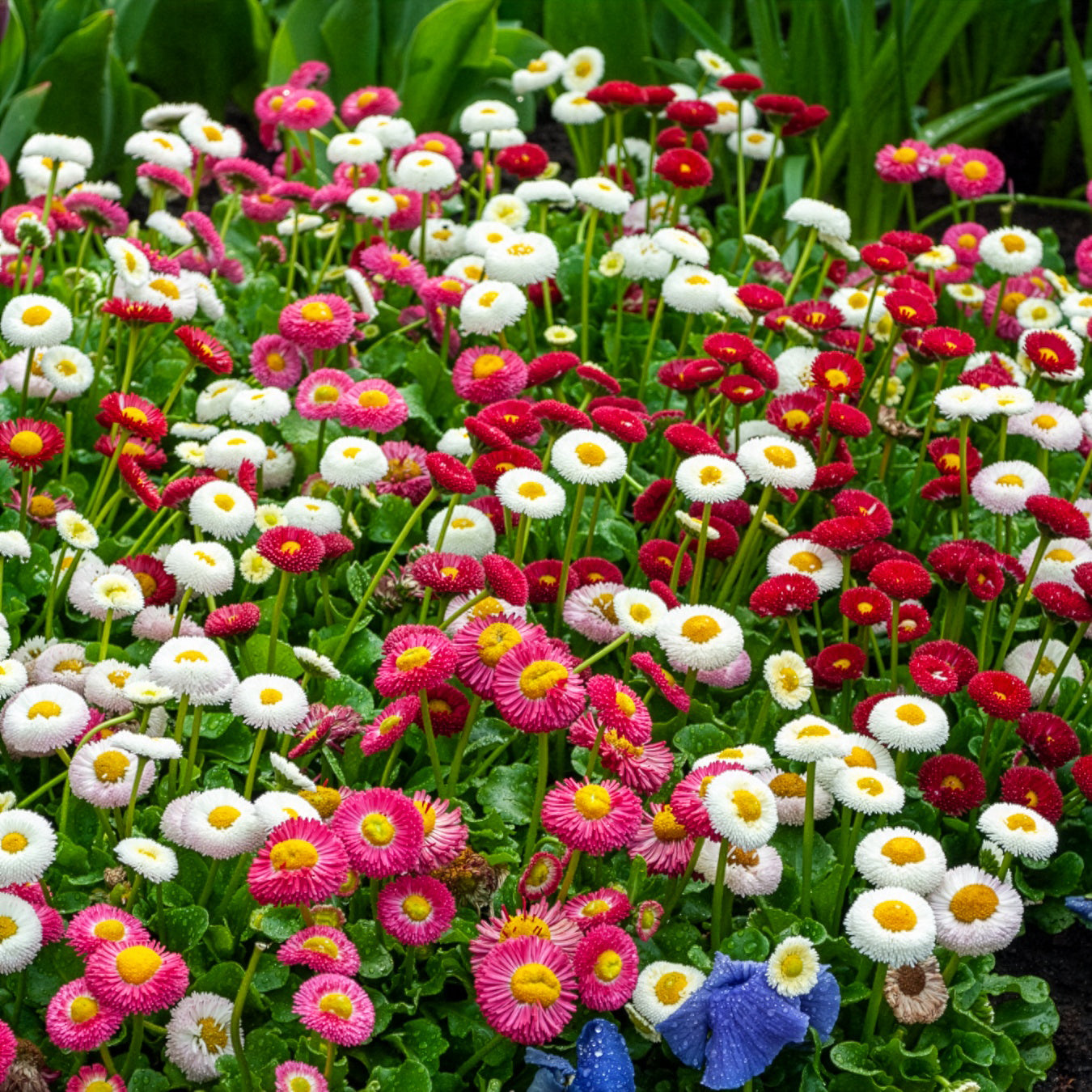 Gänseblümchen Mischung (x2) - Bellis perennis