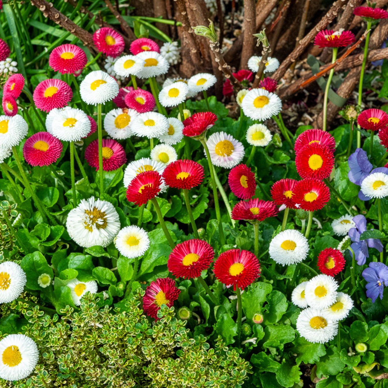 Gnseblmchen Mischung (x2)