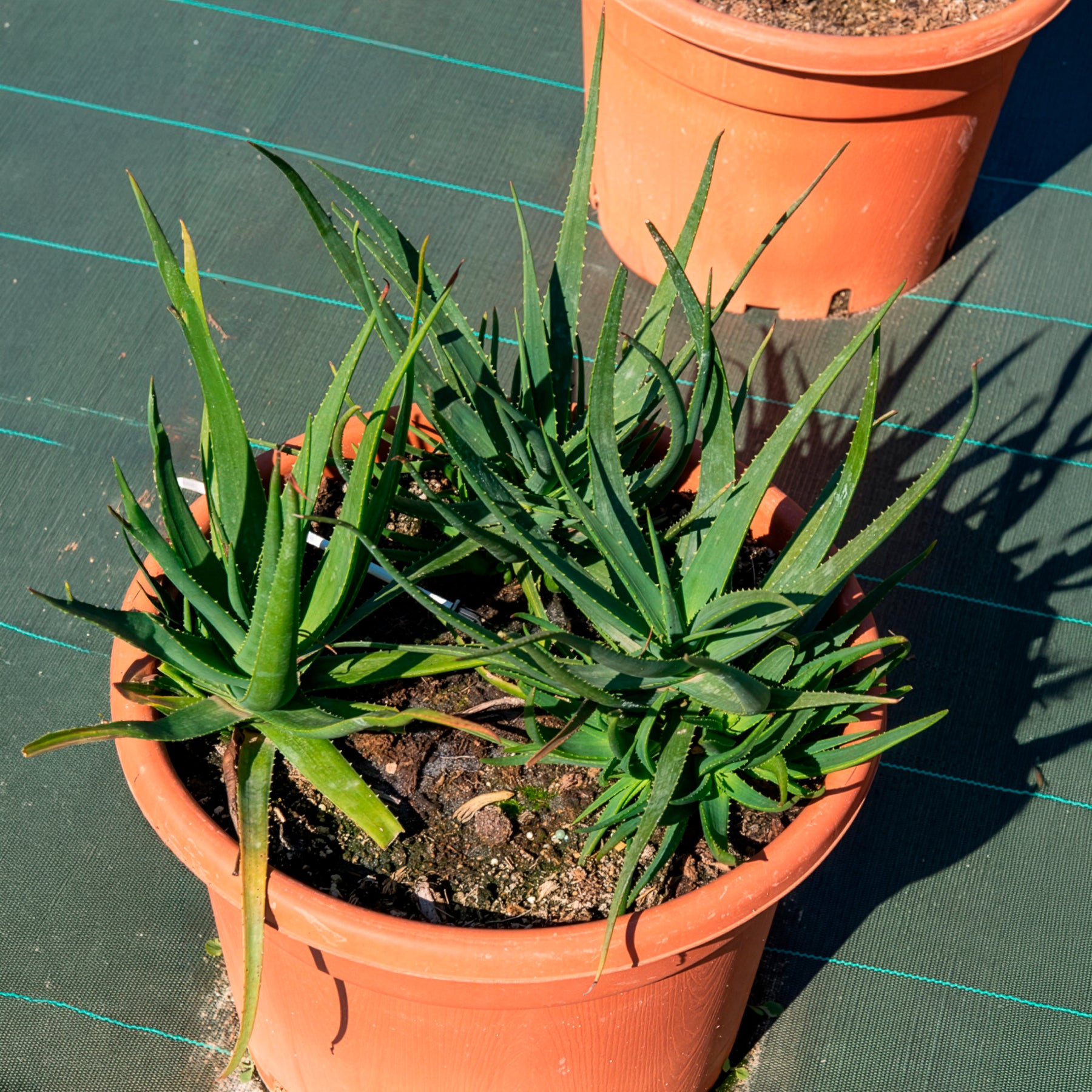 aloe safari sunrise pflege Aloe Safari Sunrise - Aloe x safari Sunrise ®