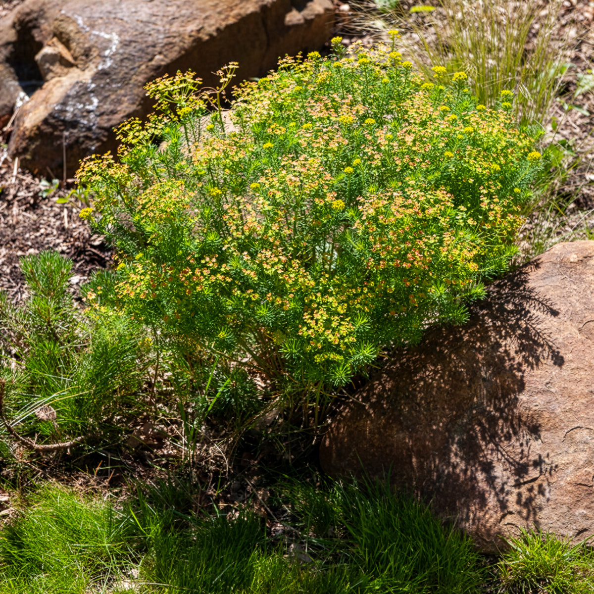 Wolfsmilch - Zypressen-Wolfsmilch - Euphorbia cyparissias