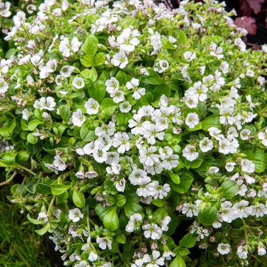 Himalaya-Schleierkraut - Gypsophila cerastioides - Bakker