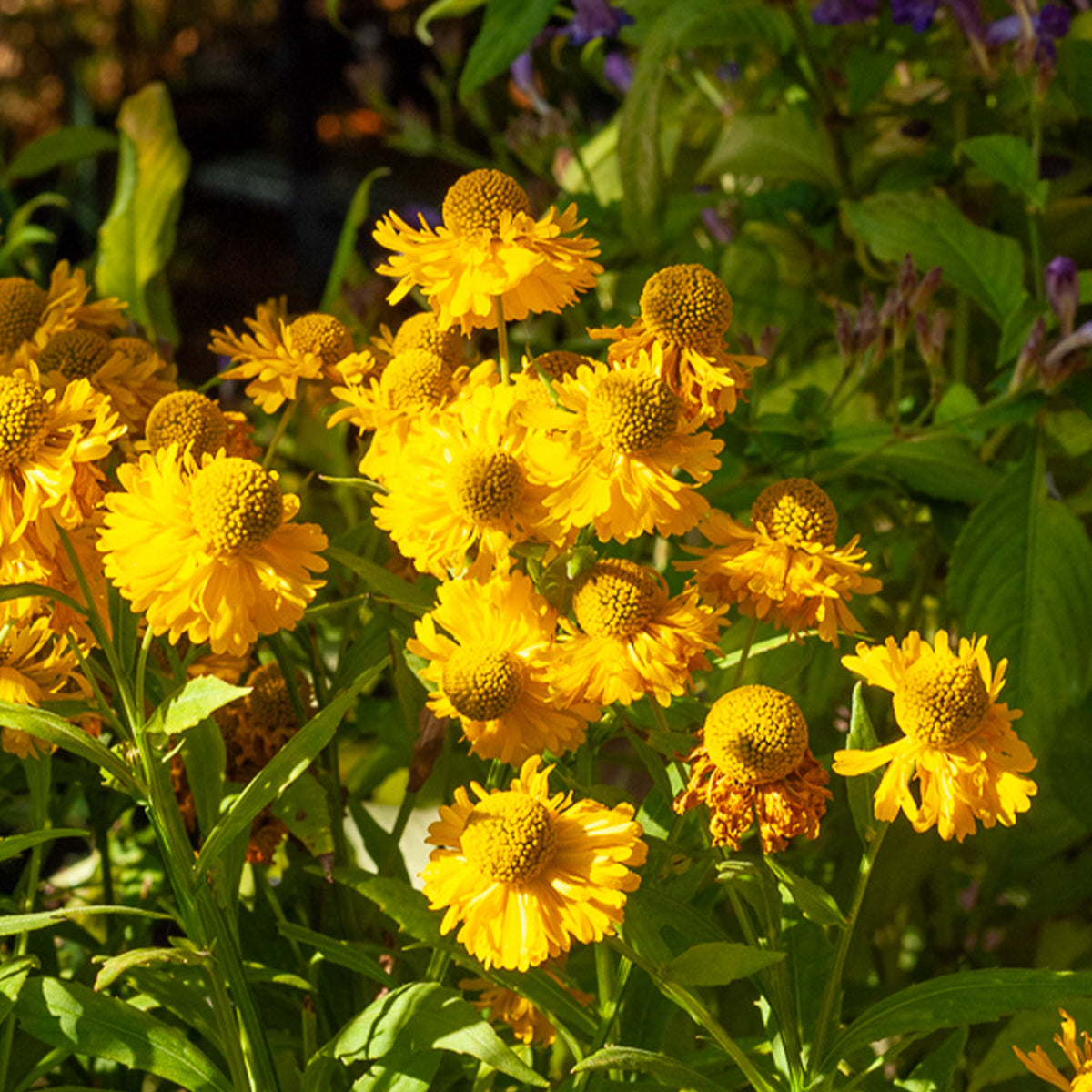 Sonnenbraut 'Double Trouble' - Helenium double trouble - Bakker