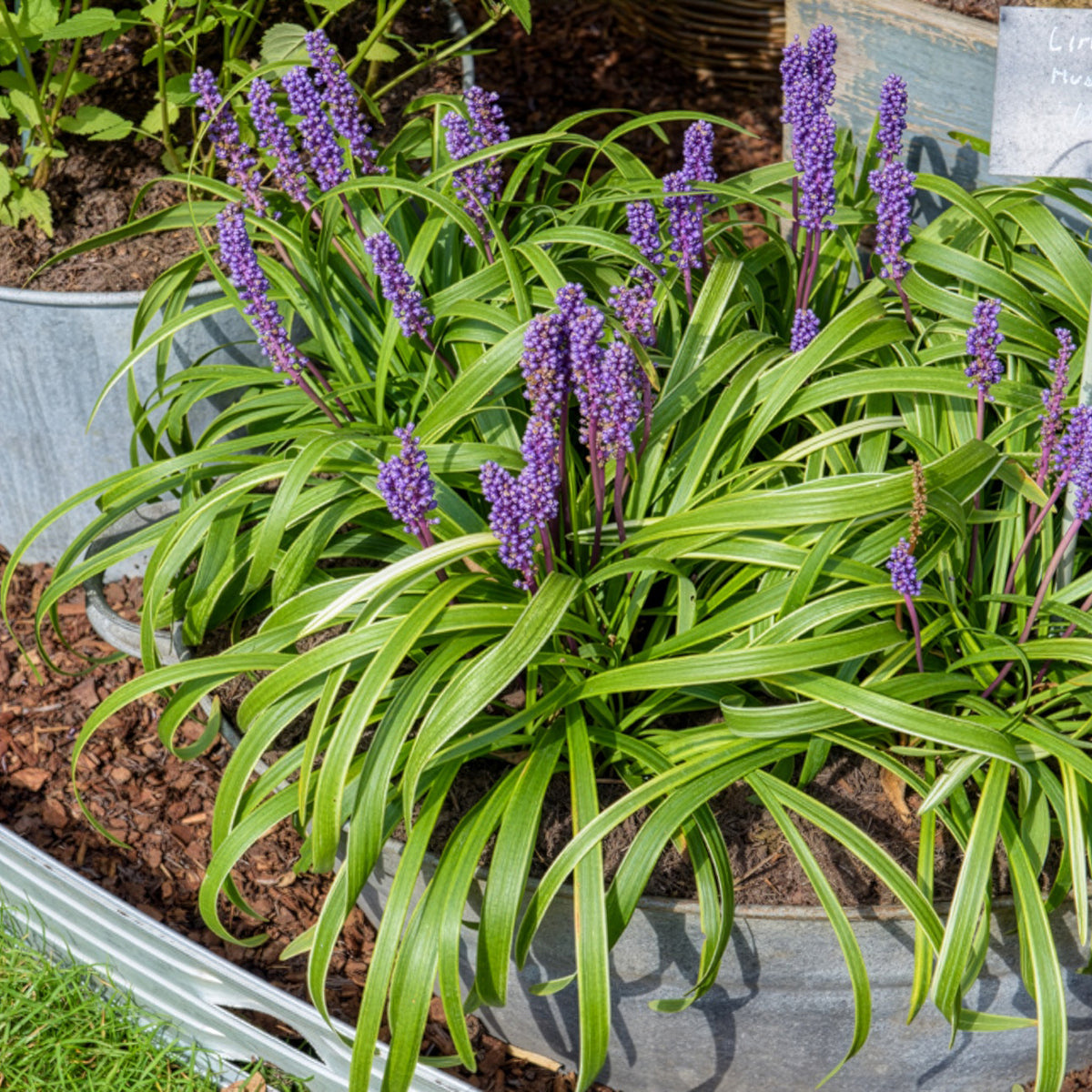 Liliengras Gold Banded - Bakker