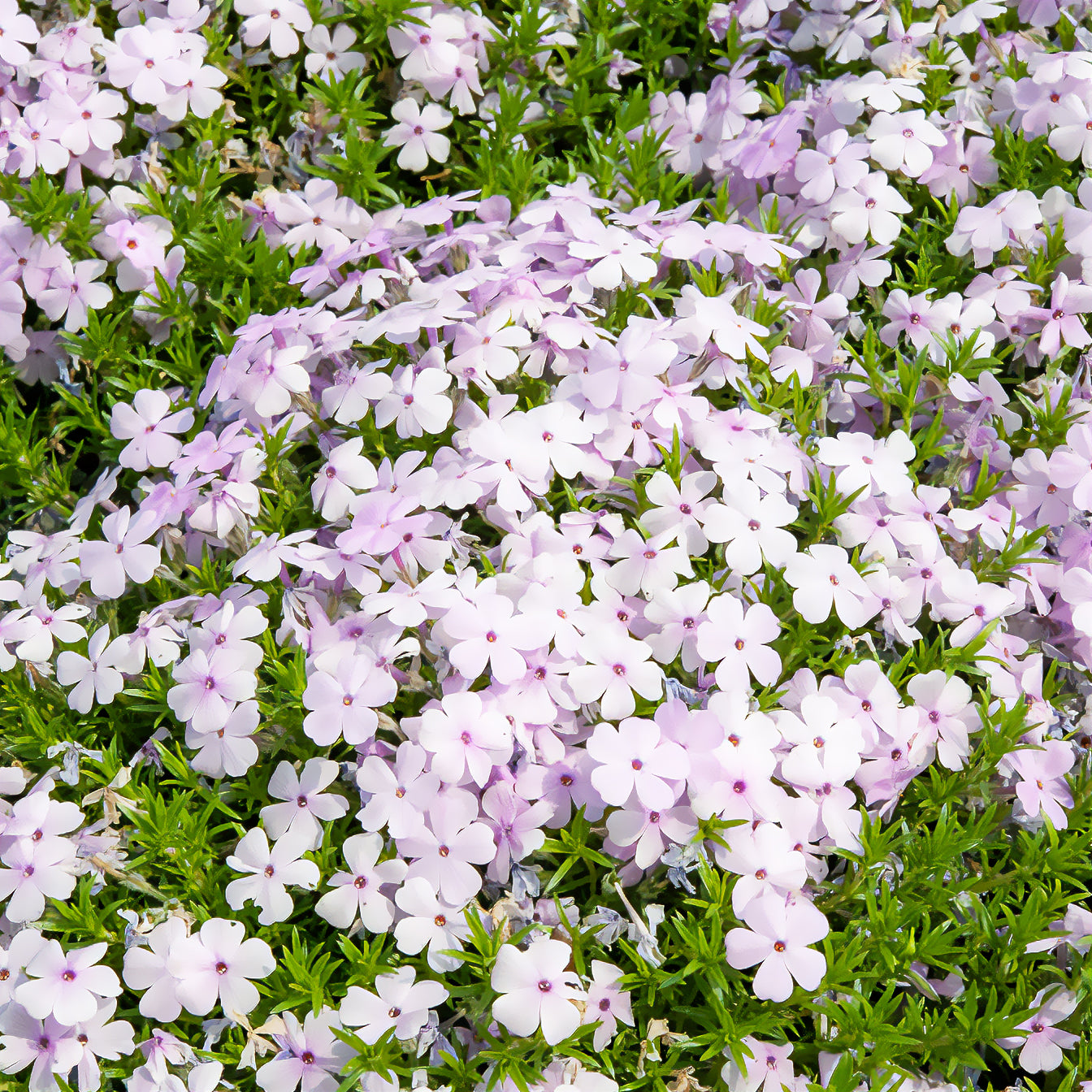 Teppich-Phlox 'Lilac Cloud' - Phlox douglasii lilac cloud