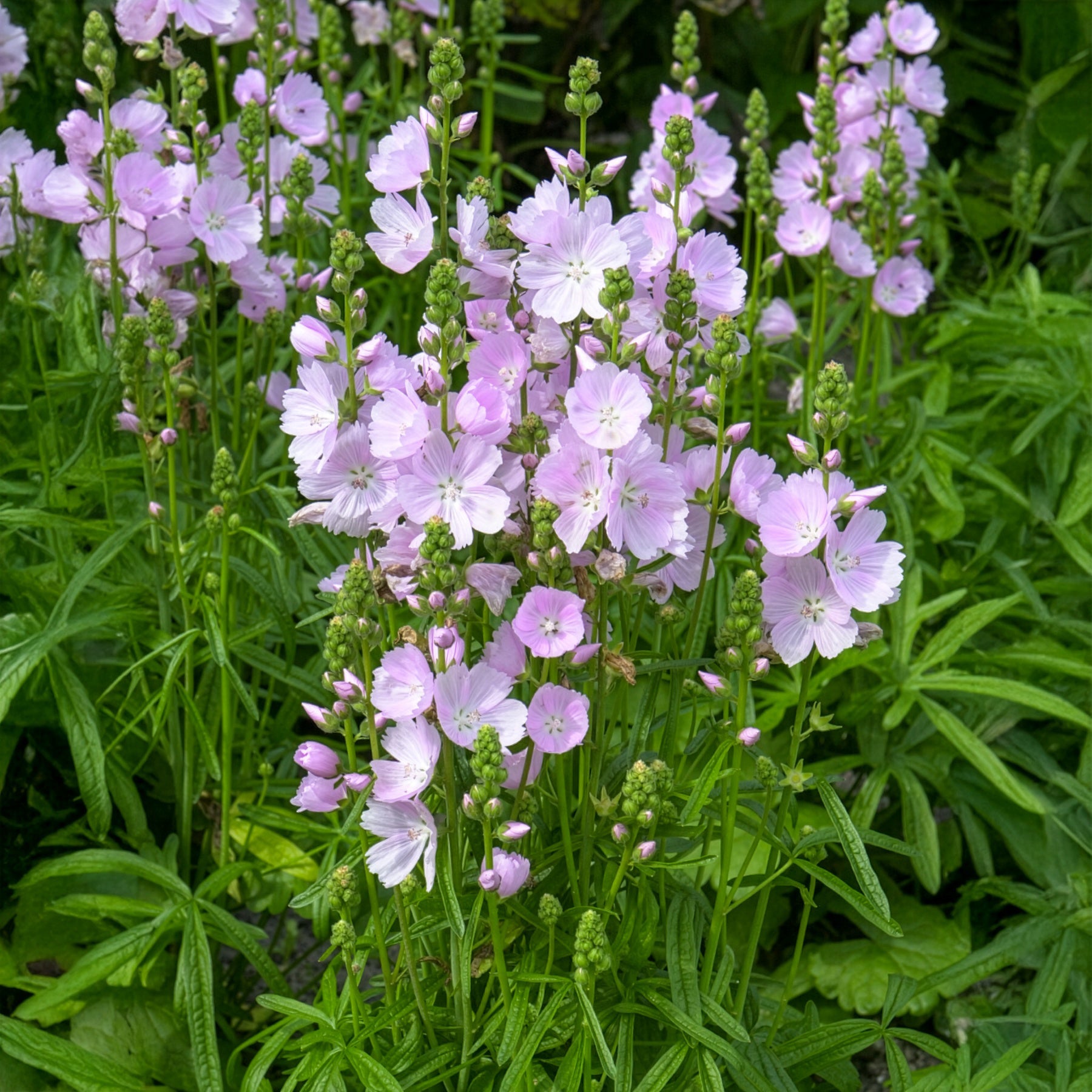 Schmuckmalve Little Princess - Sidalcea Little Princess