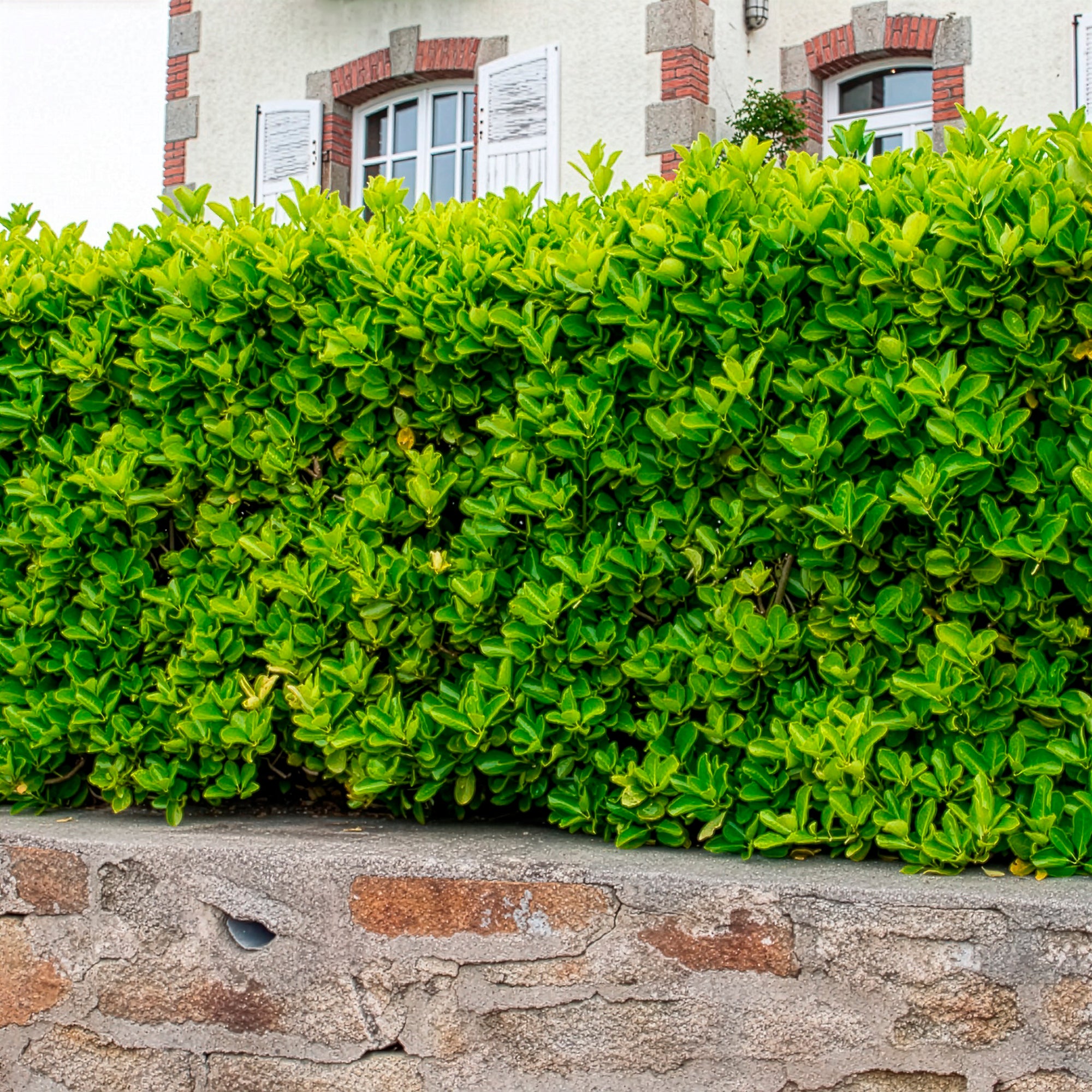 Japanischer Spindelstrauch - Euonymus japonicus