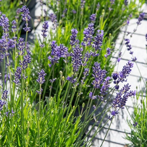 Echter Lavendel Munstead