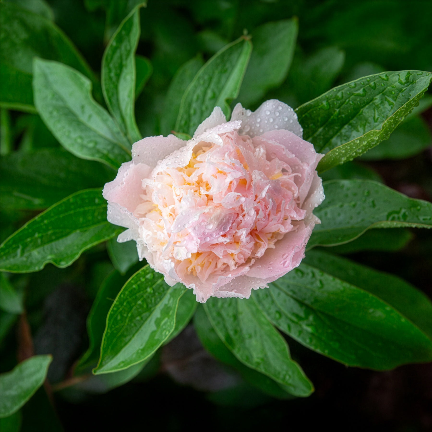 paeonia düngen Edel-Pfingstrose Pfirsichblüte - Paeonia lactiflora peche
