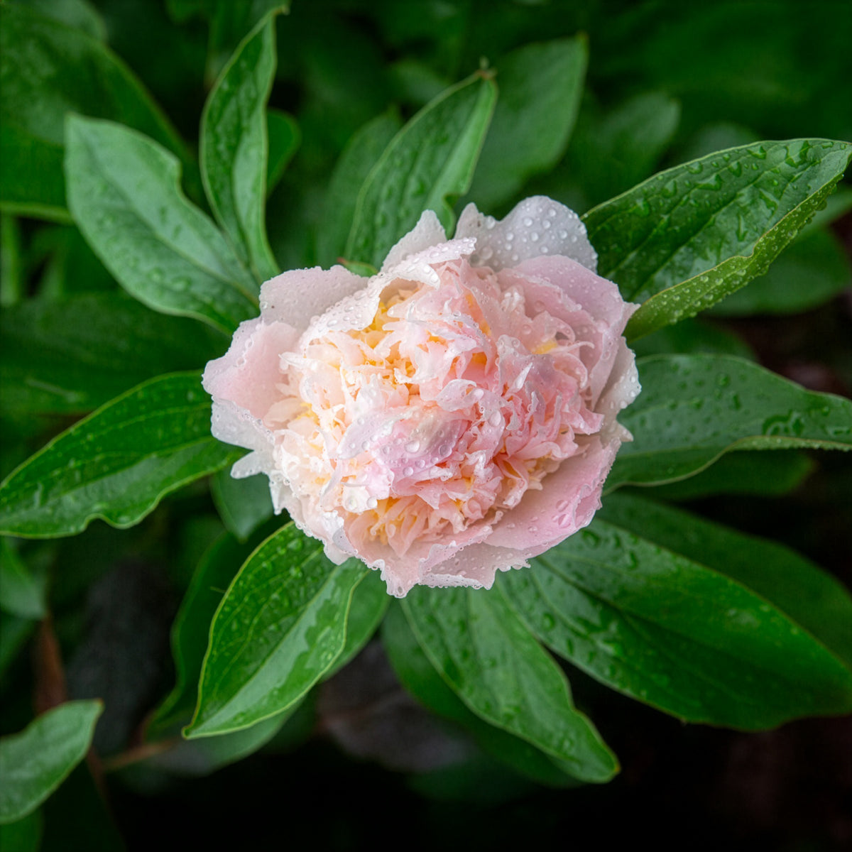 Edel-Pfingstrose Pfirsichblüte - Paeonia lactiflora peche - Bakker