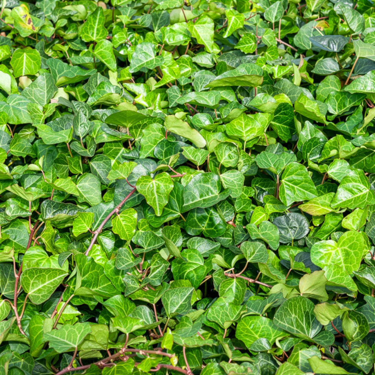 Algerischer Efeu 'Alger' - Hedera algeriensis 'alger'