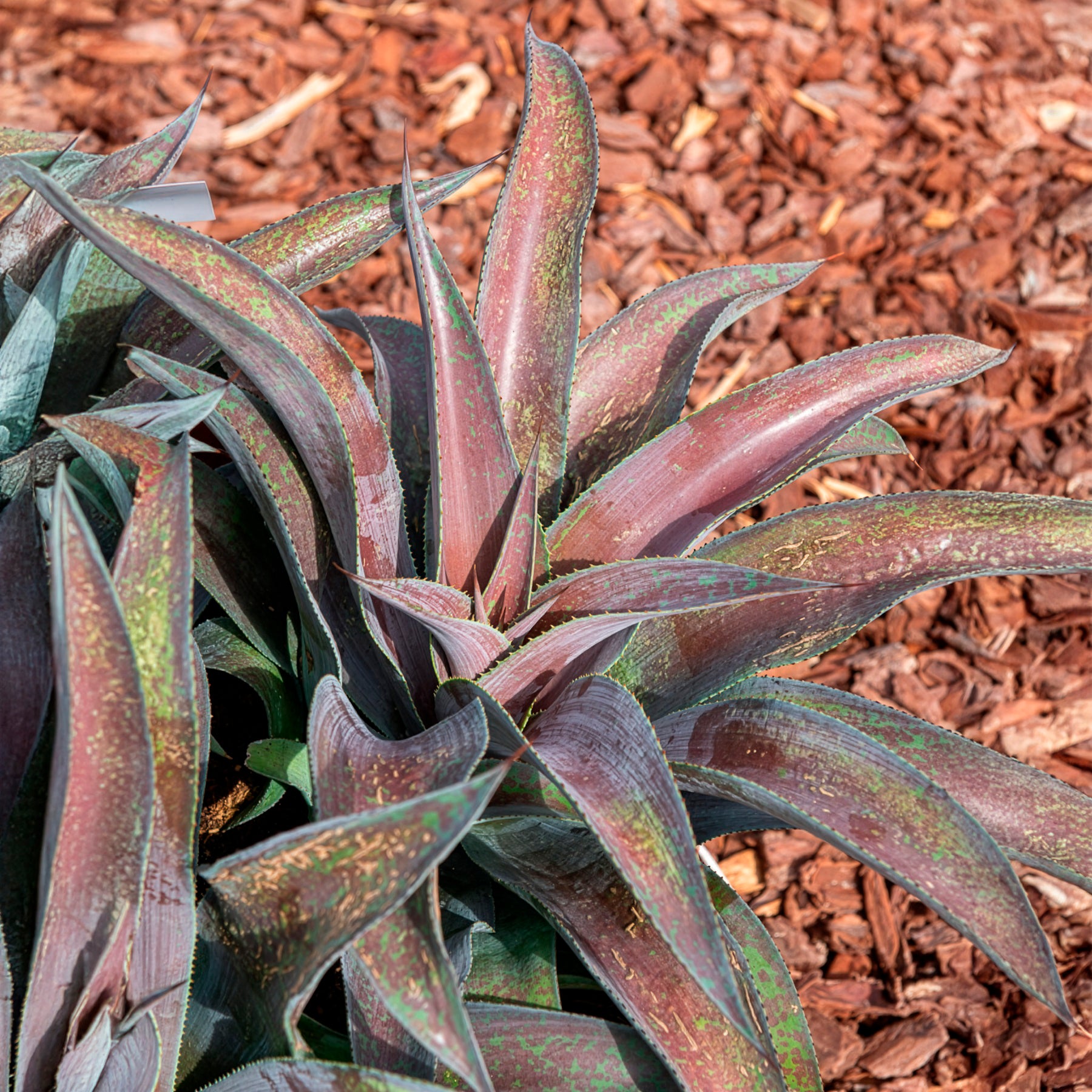 Mangave Mission to Mars® - Agave manfredii Mission to Mars ® (Mangave)
