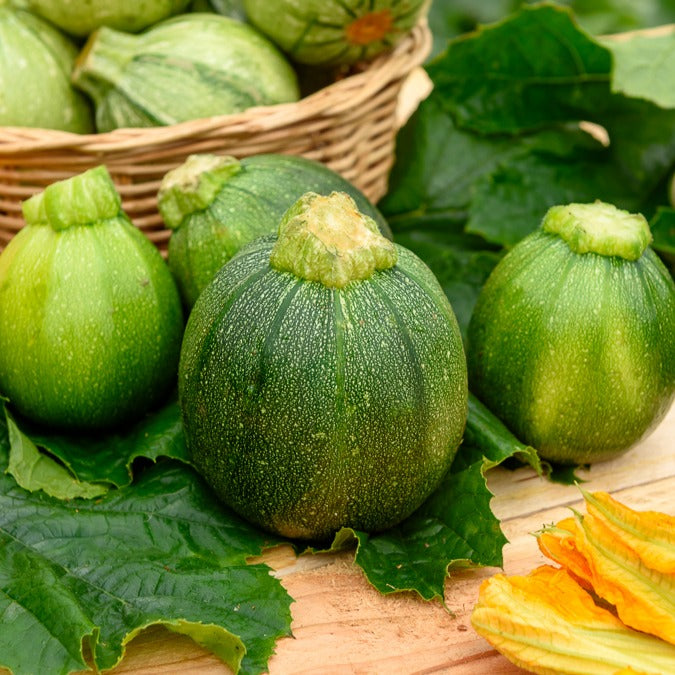 Zucchini Eight Ball F1 - Bakker