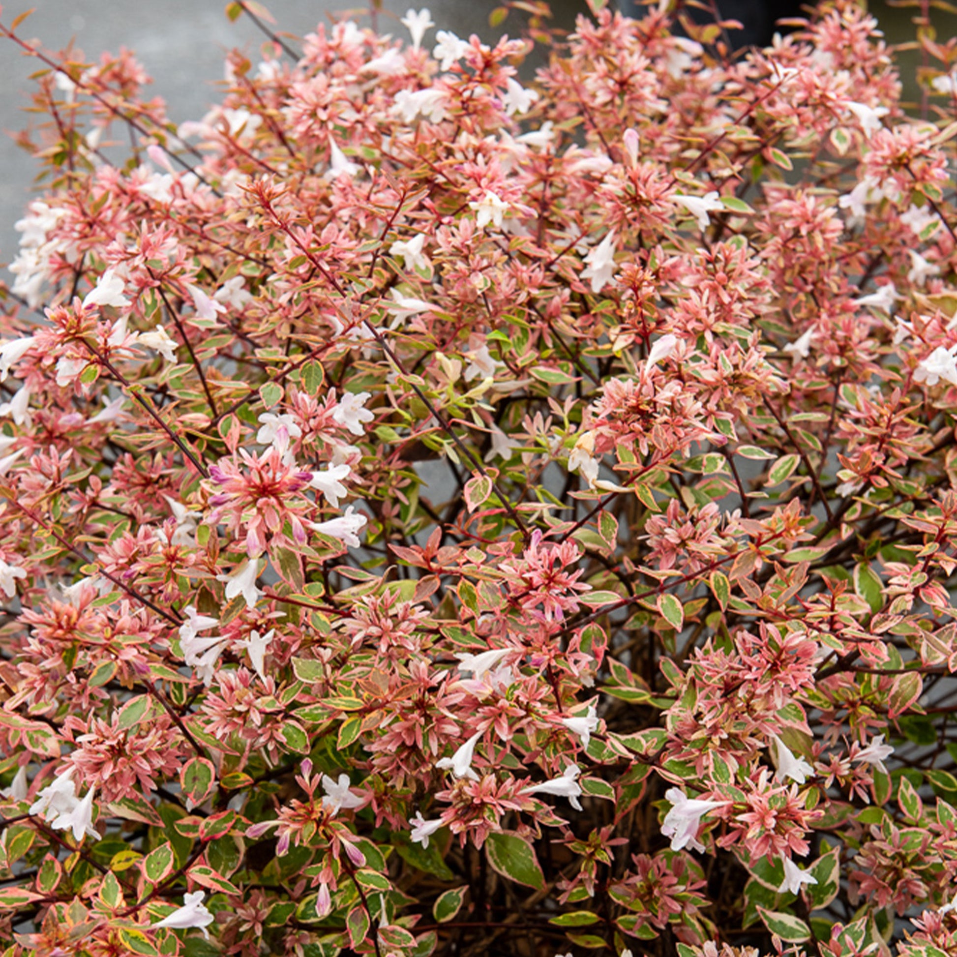 Abelie Sunshine Daydream® - Abelia grandiflora Sunshine Daydream ® - Bakker
