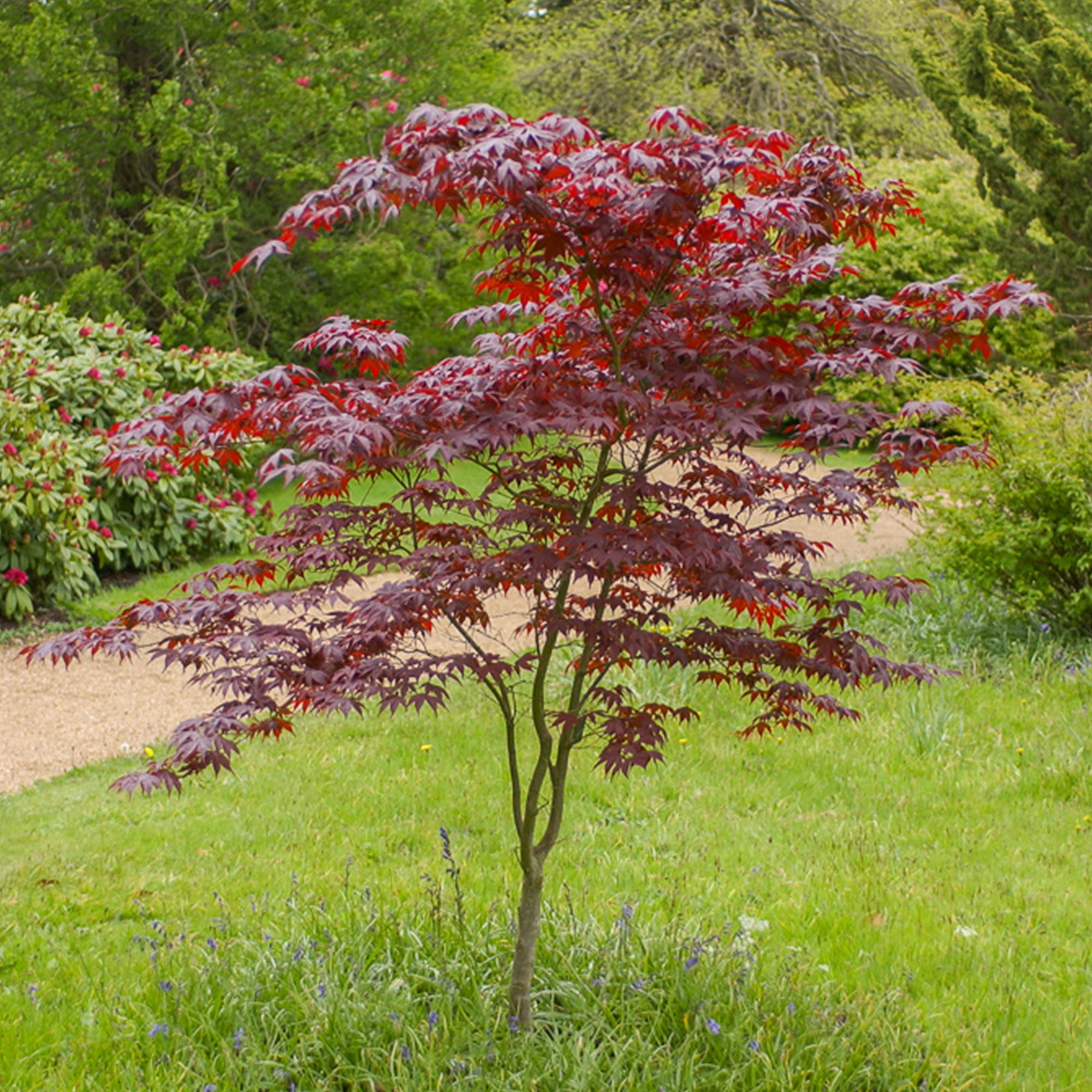 Japanischer Ahorn Bloodgood - Acer palmatum Bloodgood