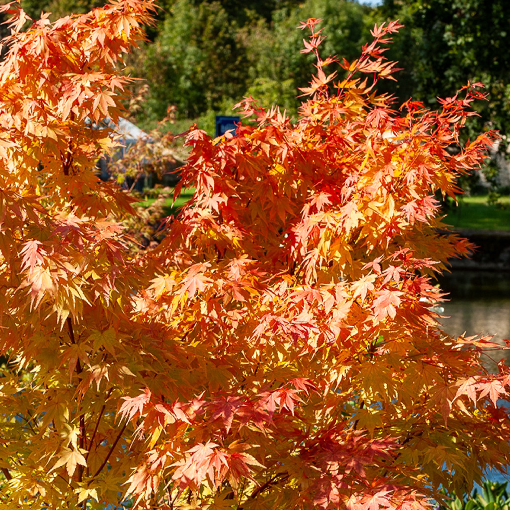 Japanischer Ahorn Sango-kaku - Acer palmatum Sangokaku