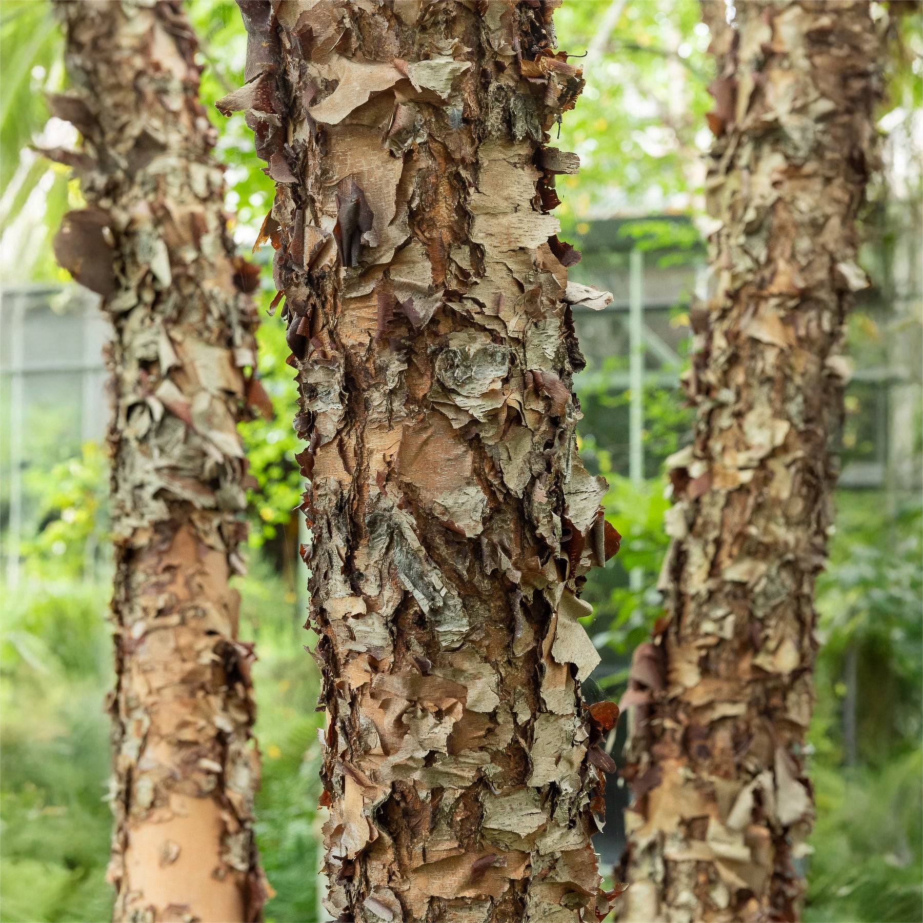Schwarze Birke - Betula nigra