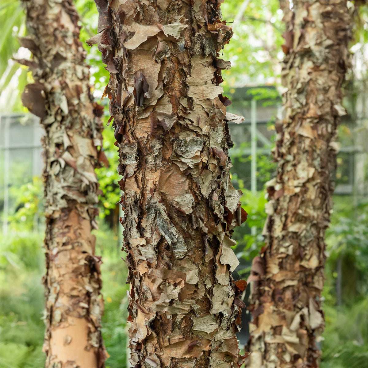 Schwarze Birke - Bakker