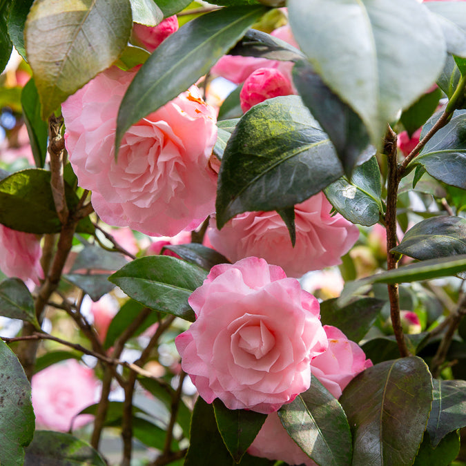 Japanische Kamelie 'Nuccio's Pearl' - Camellia japonica Nuccio's Pearl