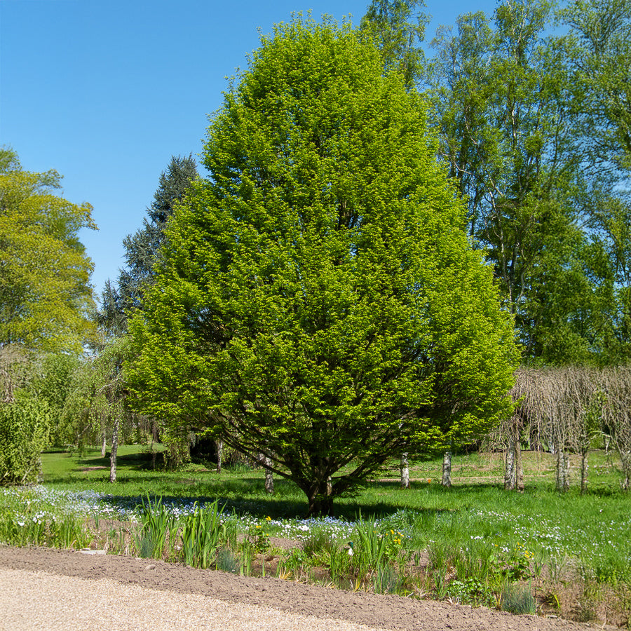 Säulen-Hainbuche - Carpinus betulus Fastigiata